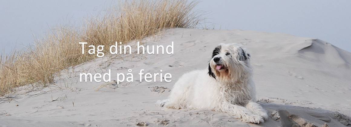 Tag hunden med på ferie